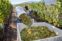 21-Harvest-35.jpg
