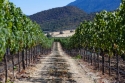 25-Vineyard-4.jpg