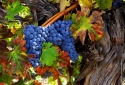 9-autumn-vine
