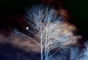 13-Moontree