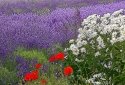 17-Lavender-and-Flowers