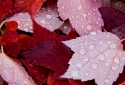 22-Raindrops