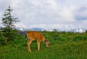 11-Olympic-Deer