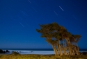 12-Night-Beach-Trees