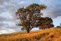 17-Phoenix-Trail-Tree