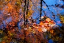 20-Leafwater
