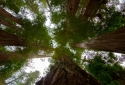 21-Redwoods