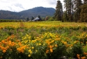 25-Flower-Farm