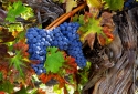3-Autumn-Vine