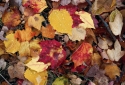 7-Autumn-Leaves
